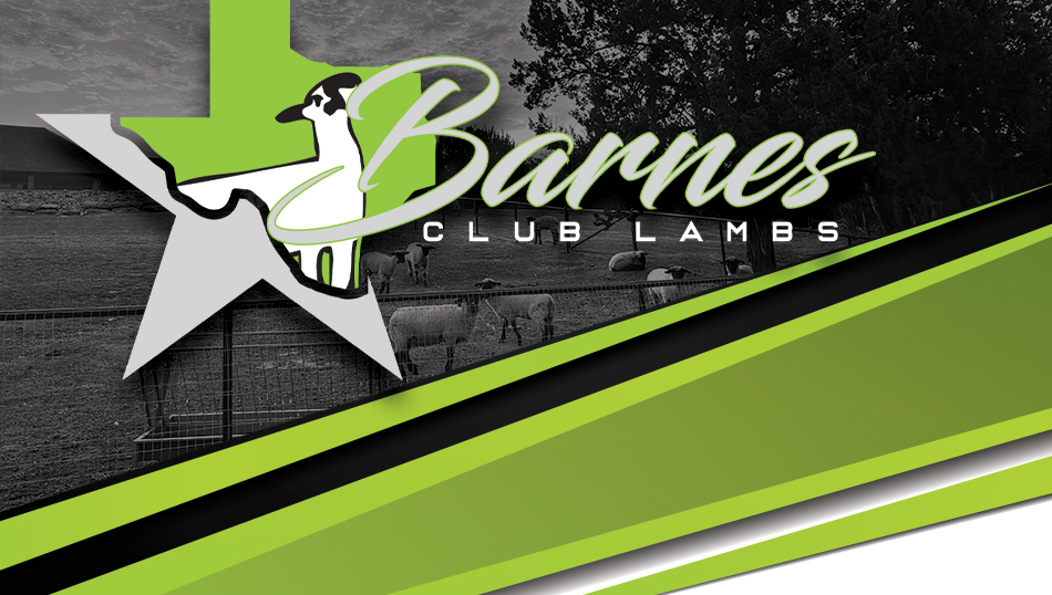 Barnes Club Lambs